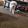 Payton