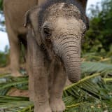 Samui Elephant Haven