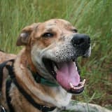 2 Traveling Dogs 2TD