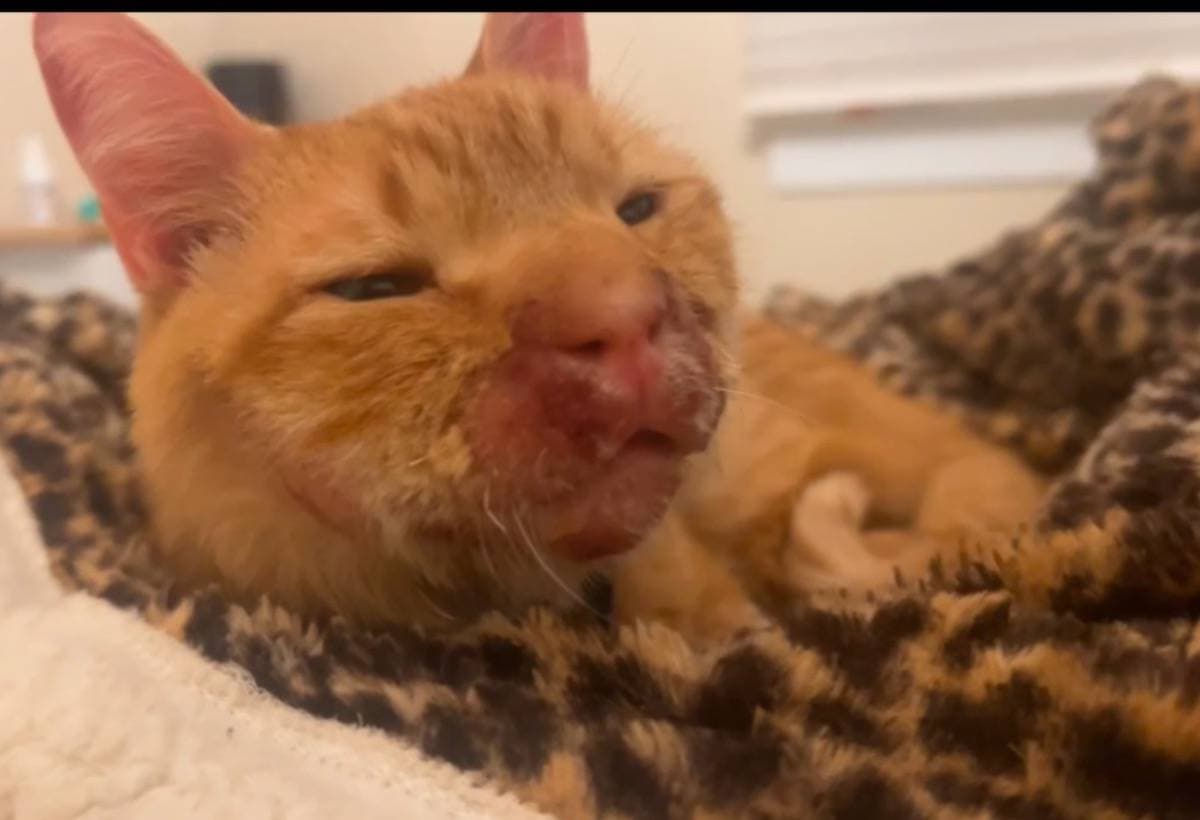 SavingArchie