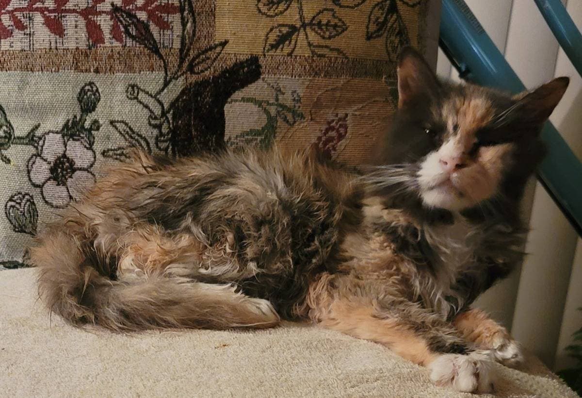 OurCatIsPassingAway