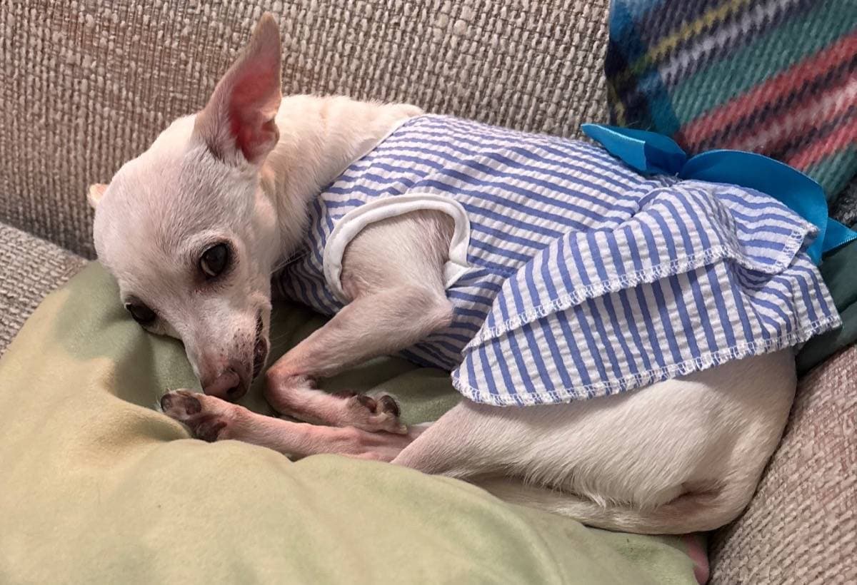 PleaseHelpMeAmdMyFurBaboes
