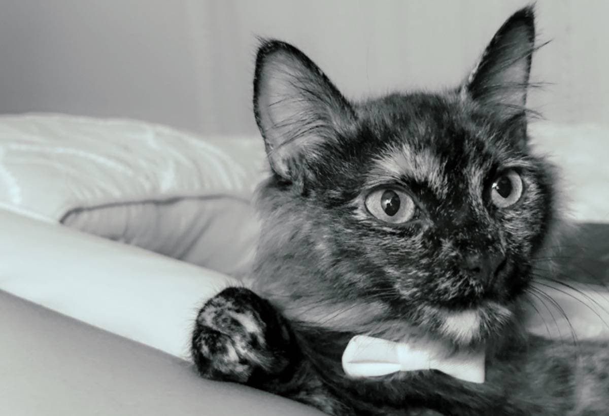 KitKat