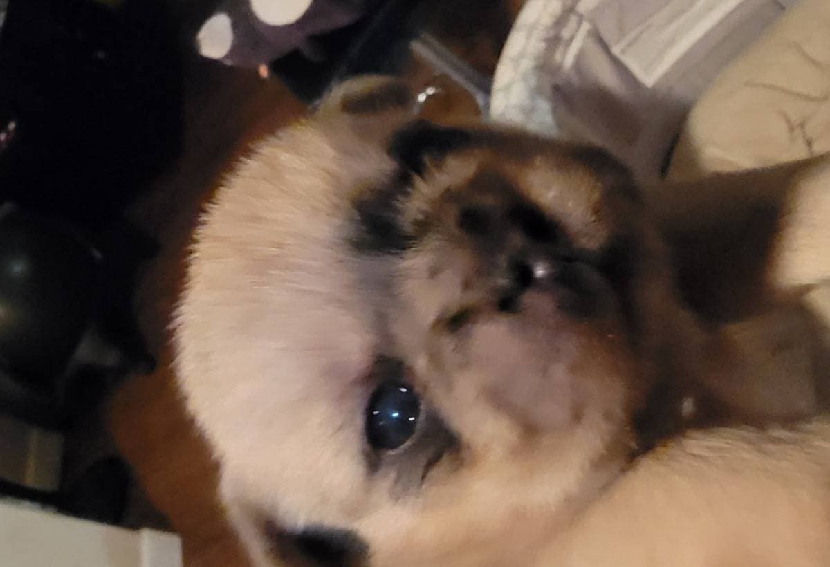LunasPuppy