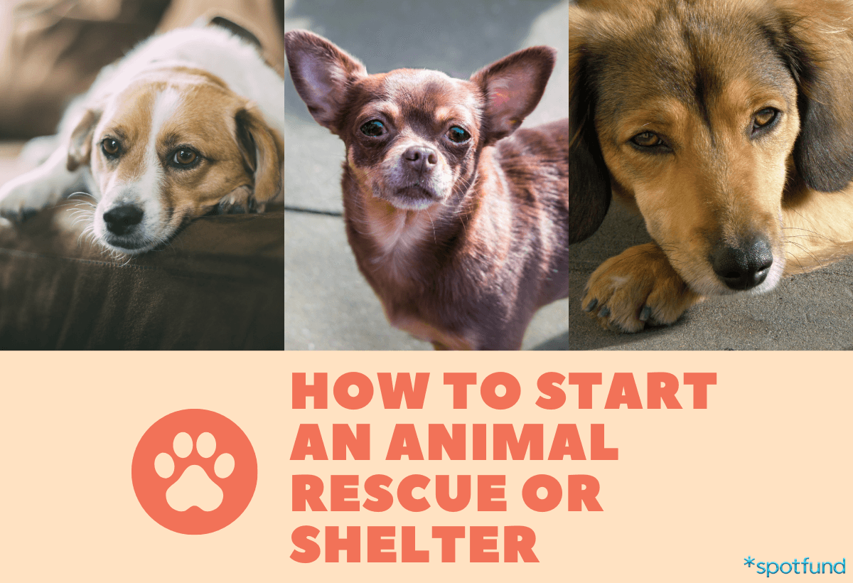 How To Rescue How to Start an Animal Rescue or Shelter in 7 Steps